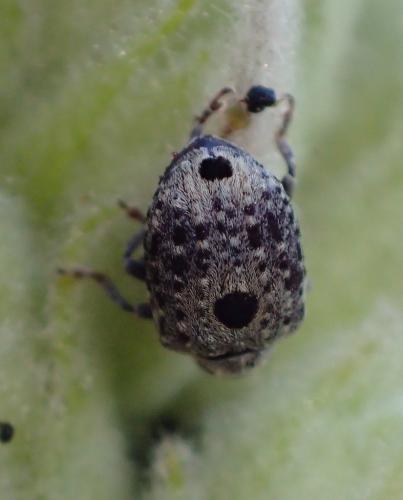 Cionus hortulanus